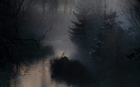 in a dim foggy light, a small winding river is lined with tall grasses and snow-frosted pine trees