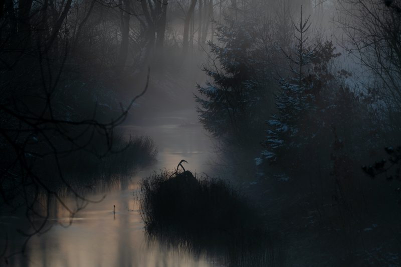 in a dim foggy light, a small winding river is lined with tall grasses and snow-frosted pine trees