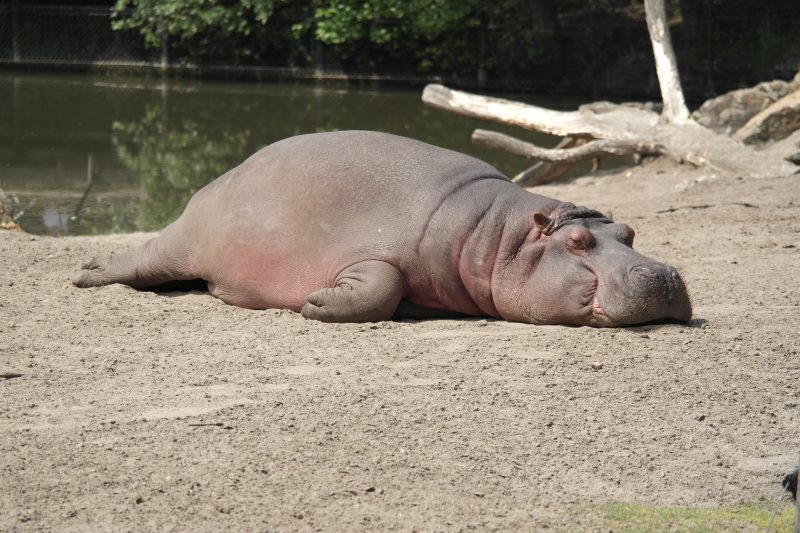 an extremely relaxed napping hippopotamus