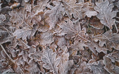 frost-encrusted oak leaves covering the ground