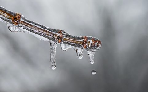 close-up photo of brown branch coated in ice