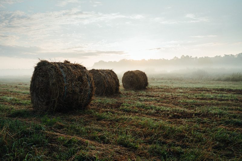 three round hay bales in a foggy field