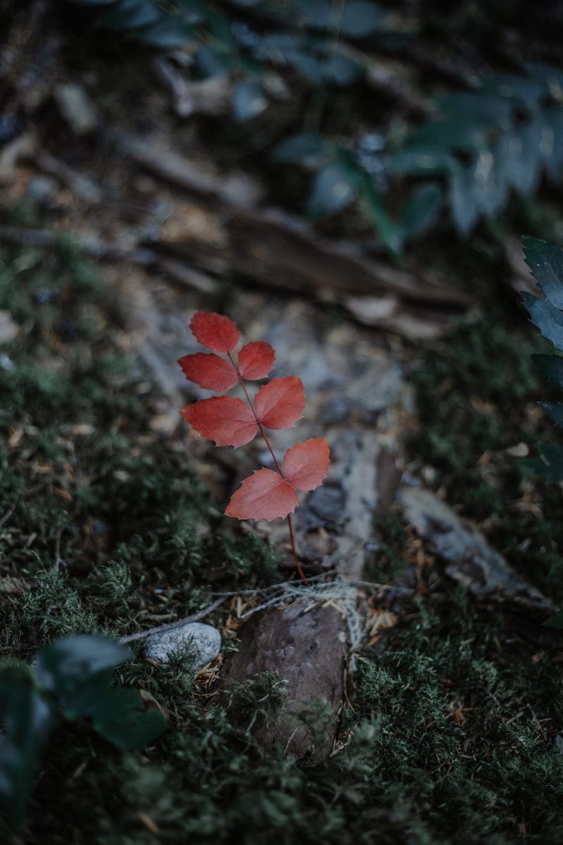 sapling with five red leaves on a forest floor