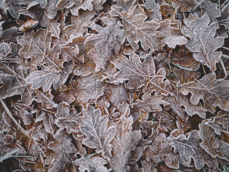 frost-encrusted oak leaves covering the ground