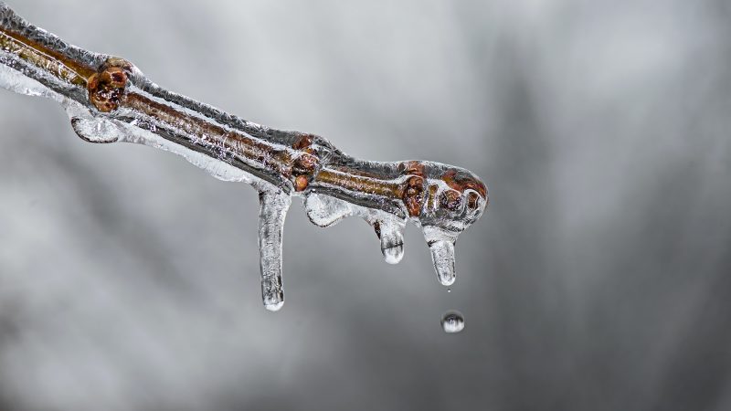 close-up photo of brown branch coated in ice