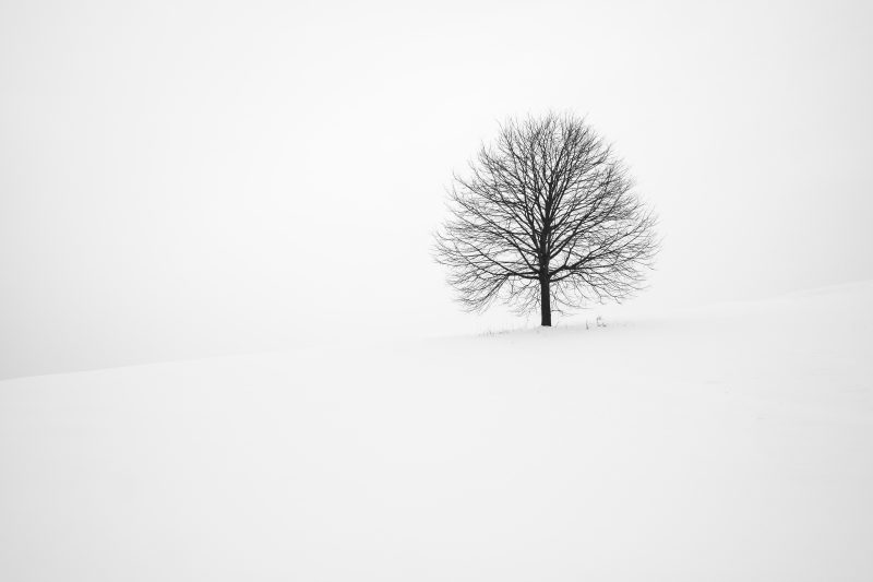 a bare tree on a snow-covered slope, against a white sky