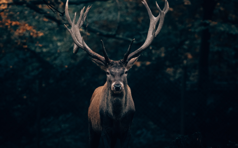 an antlered deer in shadowed woods