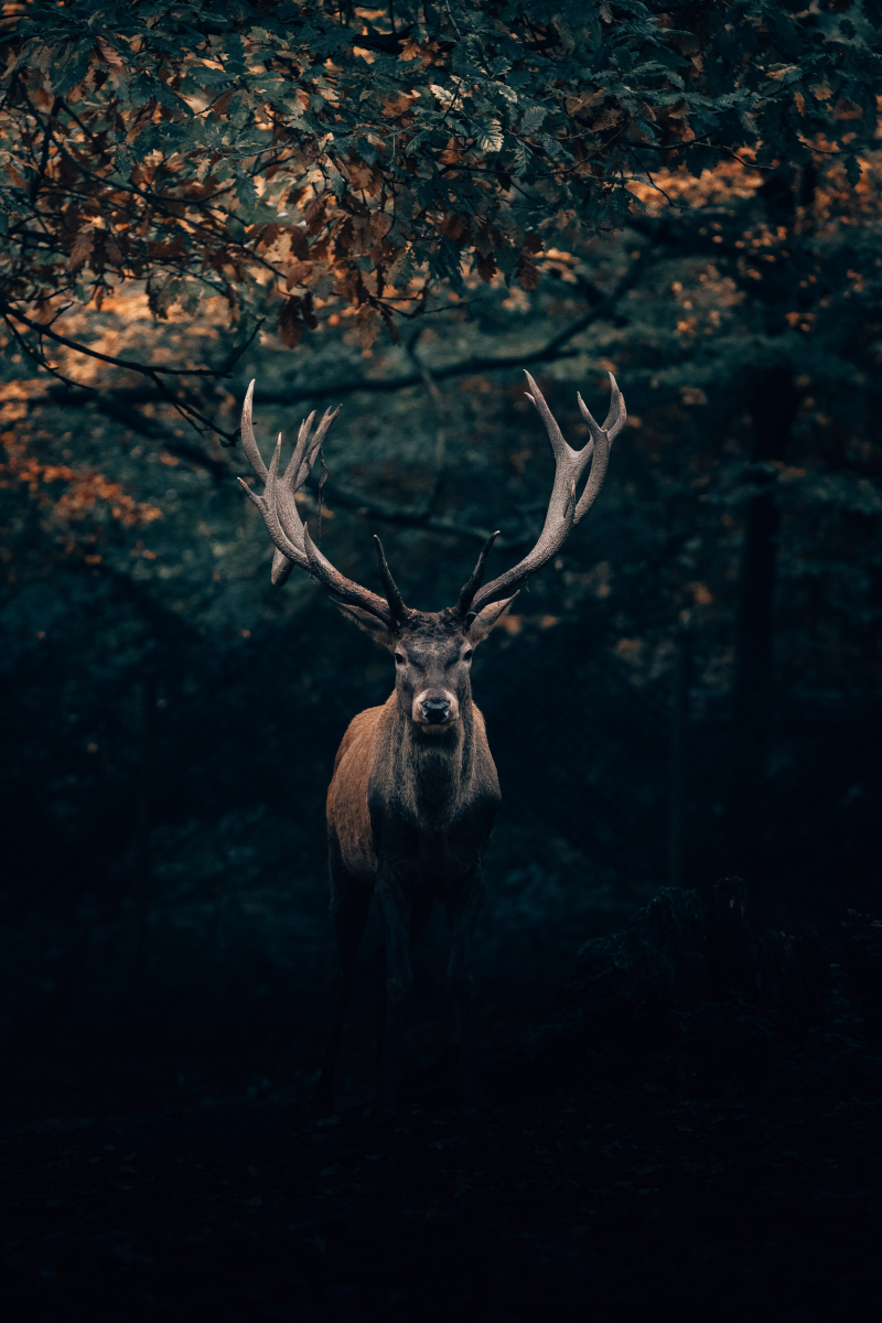 an antlered deer in shadowed woods