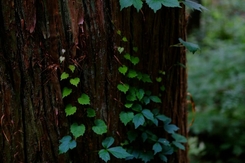 closeup of a dark brown tree trunk with some green leaves growing on thin vines. from the Aomori area in Japan.