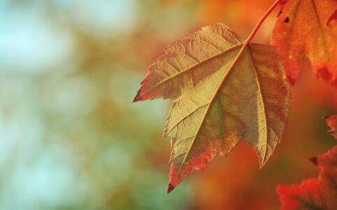 a closeup of leaves that have turned colors in the autumn