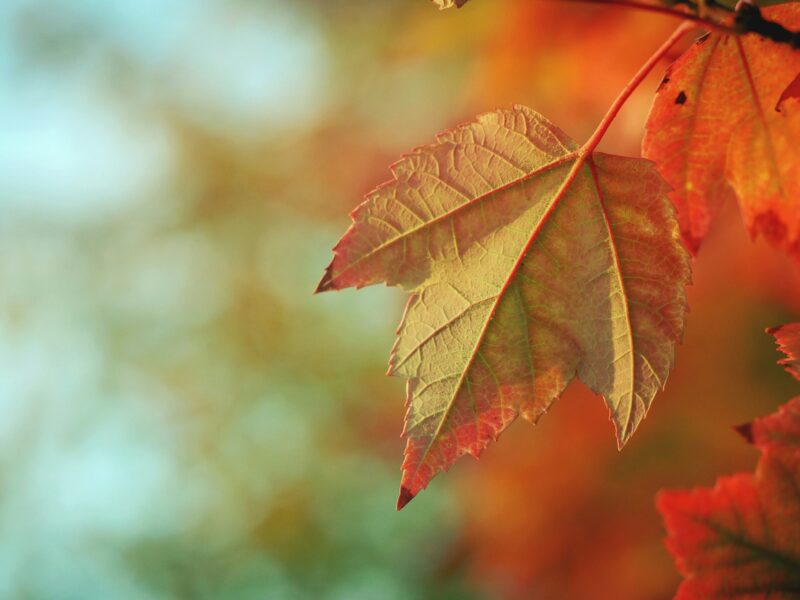 a closeup of leaves that have turned colors in the autumn