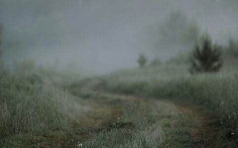 a foggy landscape. there is a green track through high grass, looking ahead to a pine forest.