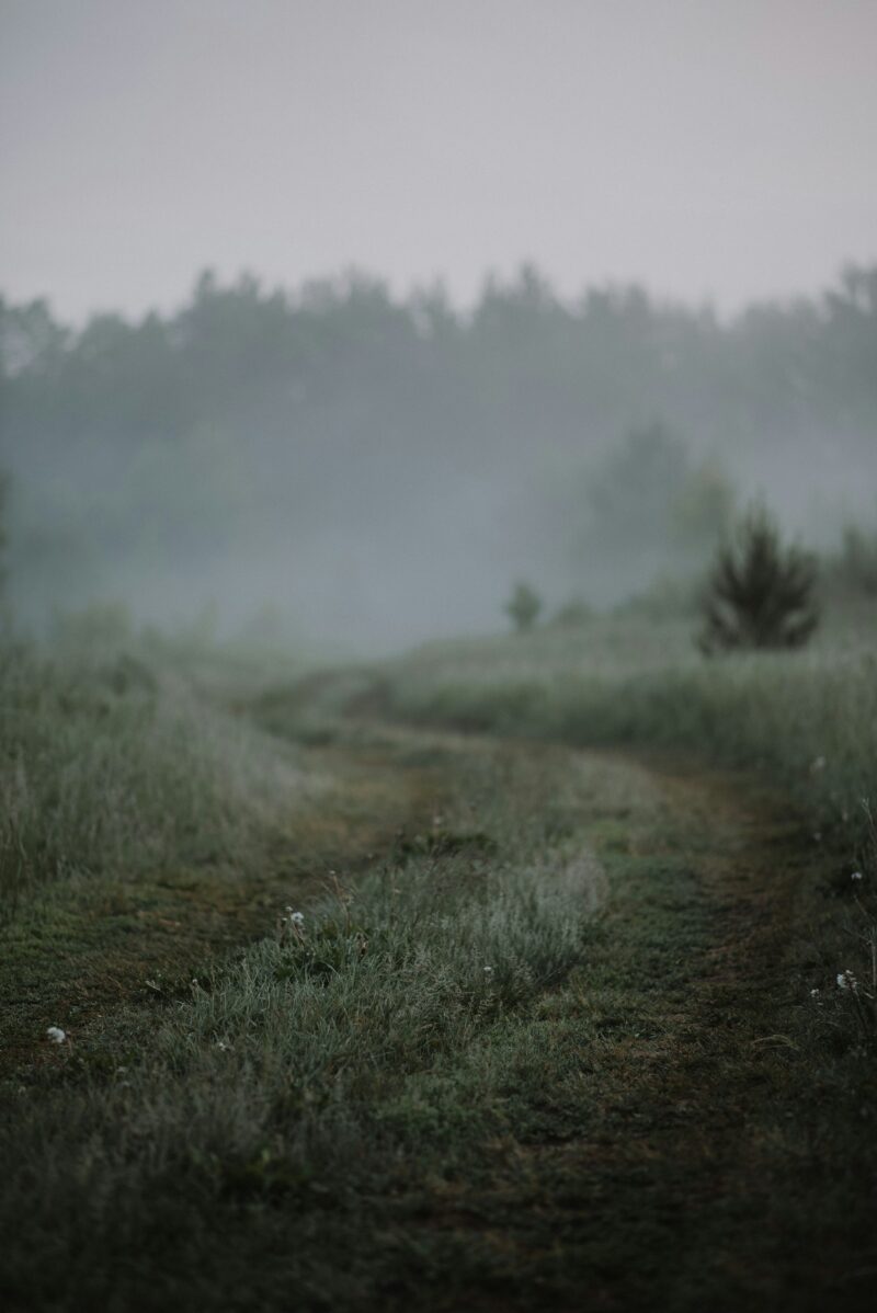 a foggy landscape. there is a green track through high grass, looking ahead to a pine forest.