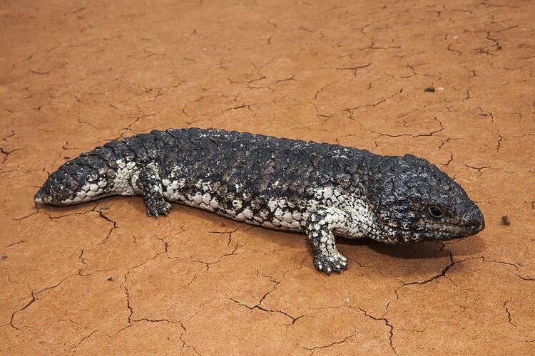 stumpy-tailed lizard. dark on top with some pale coloring on the belly and legs. texture like a pine cone.